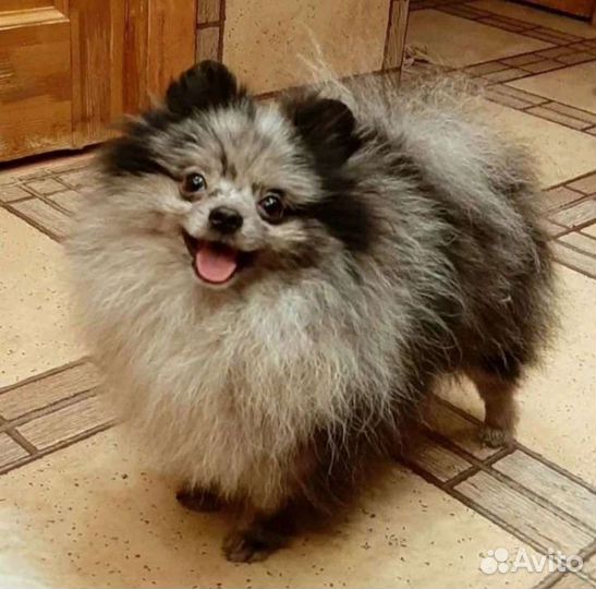 Два кобеля шпицы помы на вязку