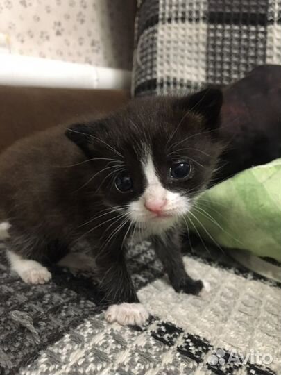 Отдам котят,нашла возле магазина вечером