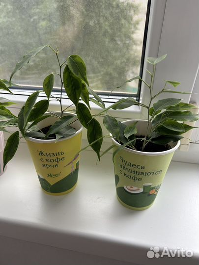 Фикус бенджамина