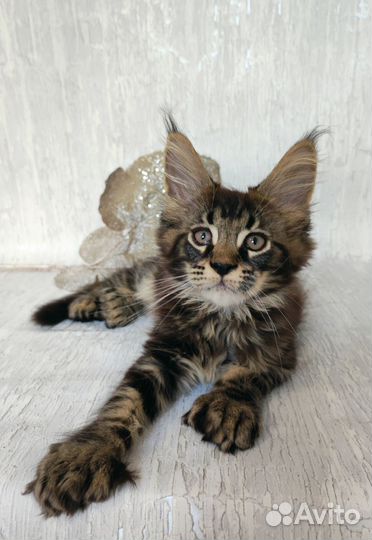 Мейн-кун полидакт мальчик