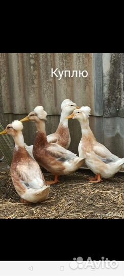 Утки муларды