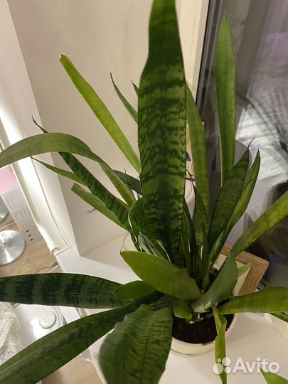 Сансевиерия / щучий хвост с керамическим горшком