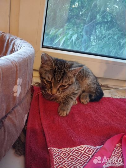 Маленькая кошечка