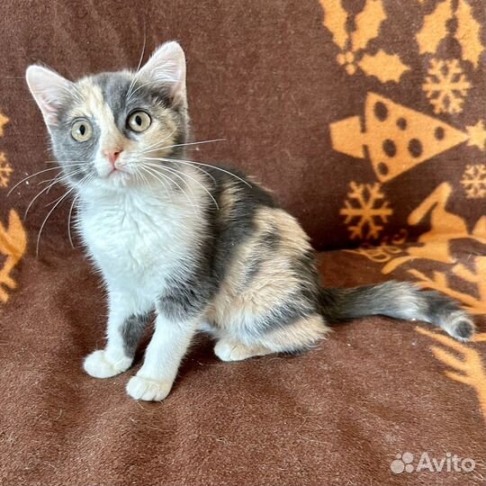 Котёнок Плюша в добрые руки