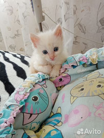 Отдам котенка в добрые ответственные руки