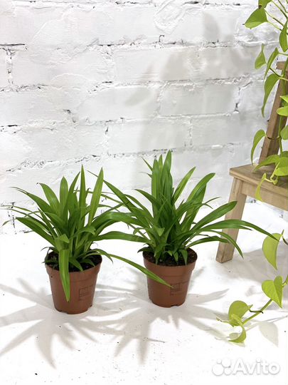 Хлорофитум Лемон 30 см