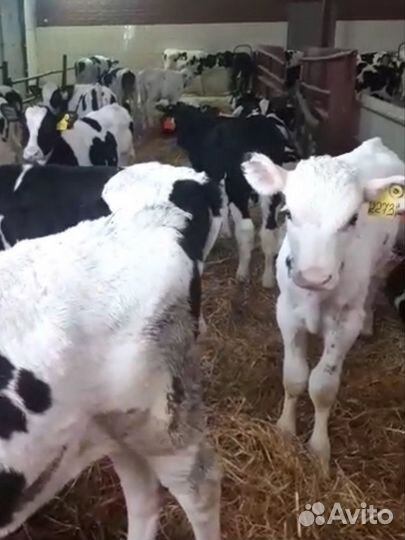 Телята бычки