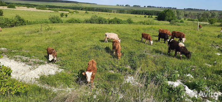Бычки сементалы