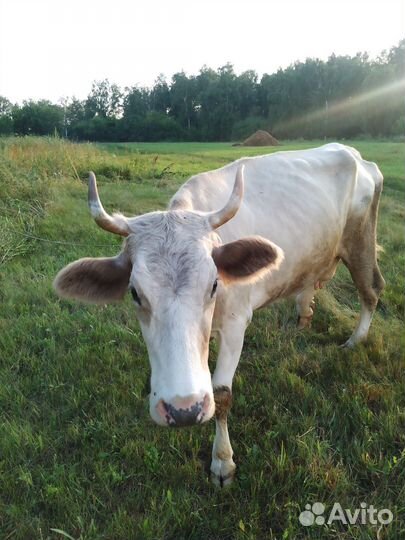 Корова стельная дойная