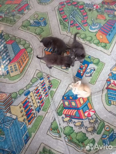 Котята в добрые руки бесплатно