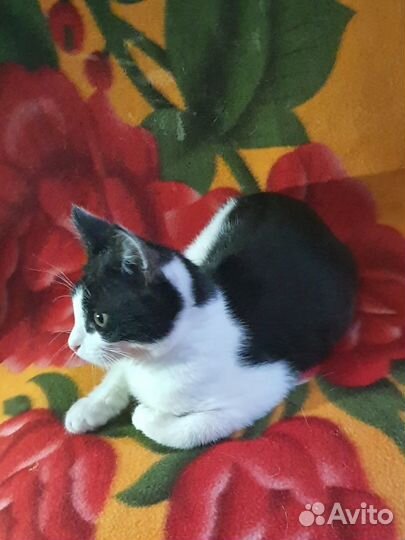 Котенок смотрит прямо в душу возьмите в дар