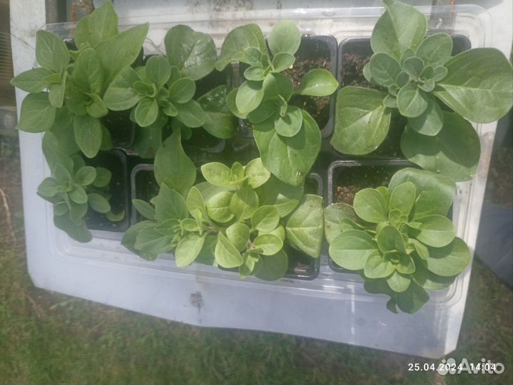 Петуния черенки, Рассада базилик