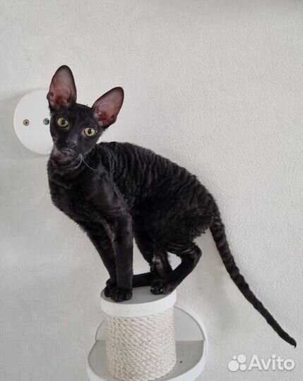 Котята Корниш Рекс