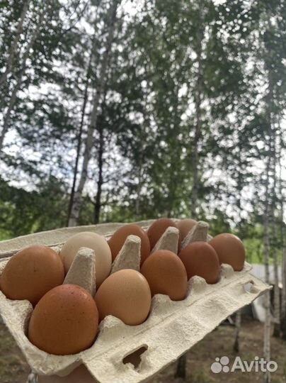 Домашние куриные яйца