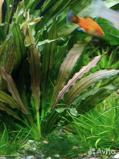 Эхинодорус, мох печеночный