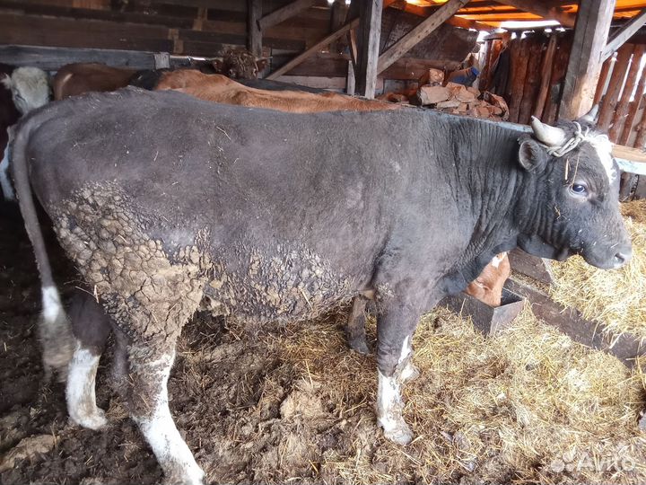 Продам быков
