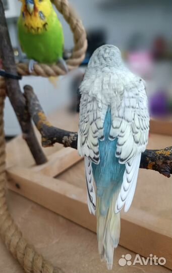 Ручной птенец, самец ввп (Чех)