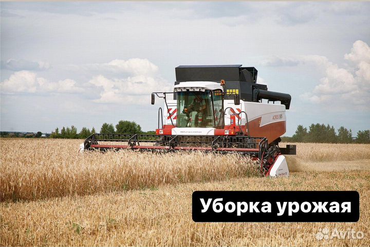 Уборка урожая (комбайн Acros 550)