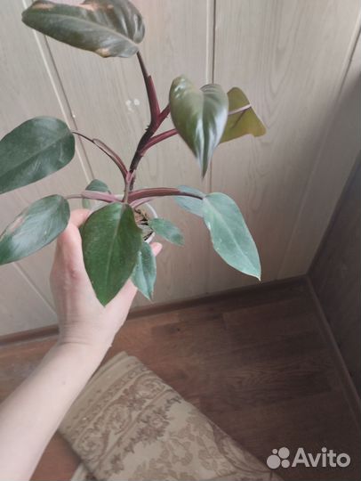 Филодендроны