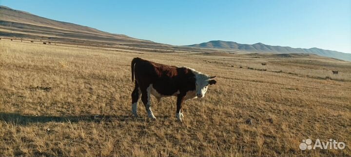 Продажа бычков