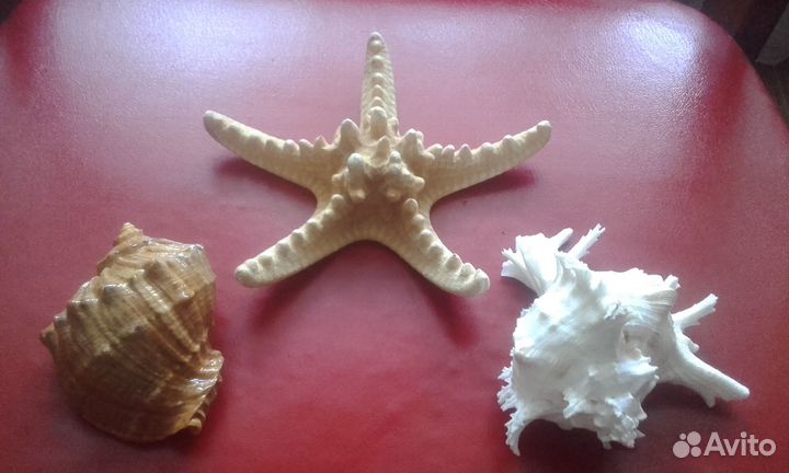 Морские раковины