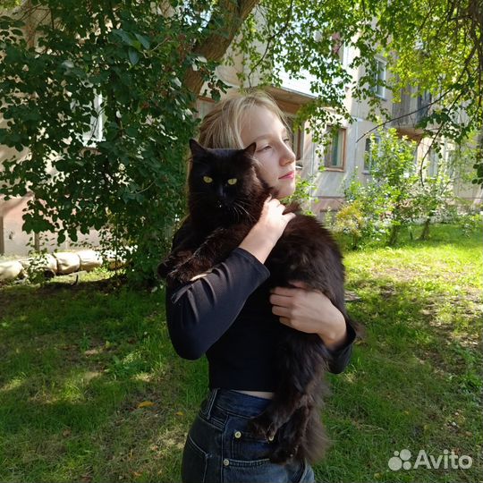 Кот молодой