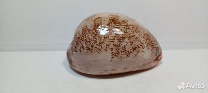 Ципрея Мапа 7,9 морская ракушка раковина