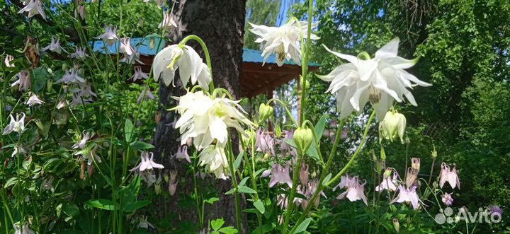 Аквилегия или Водосбор