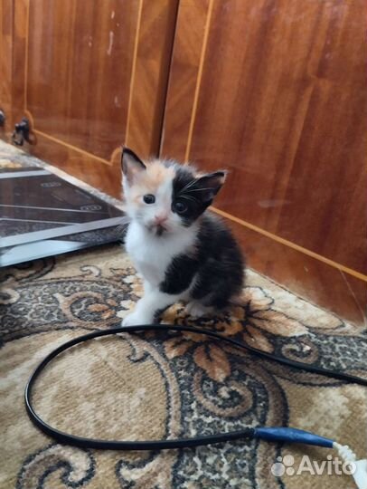 Домашние животные кошки