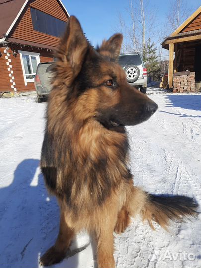 Немецкая овчарка