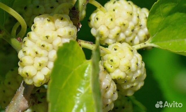 Шелковица белая, разные сорта, семена