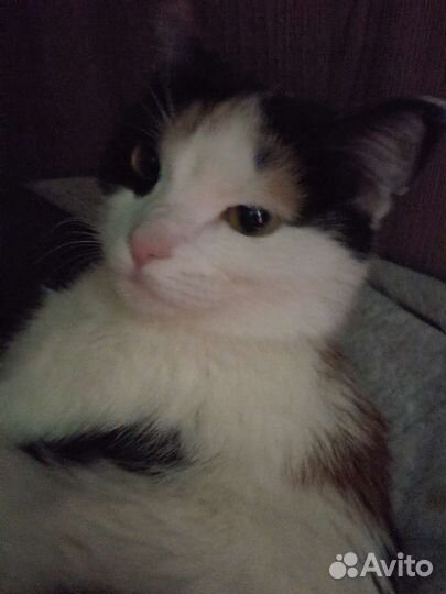 Кошка