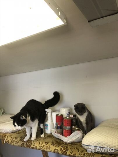 Кошки из приюта