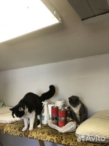 Кошки из приюта