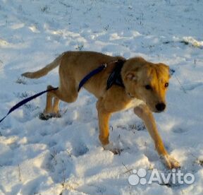 Рыжее солнышко