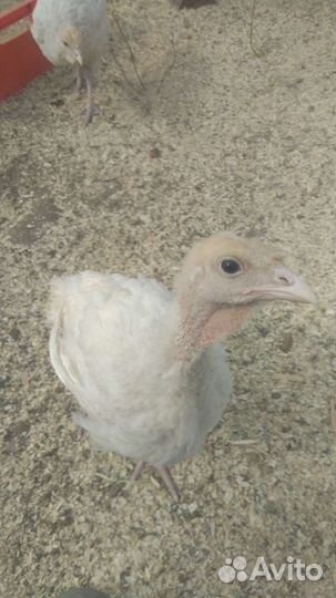 Мясо кур, бройлеров