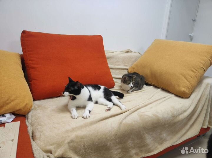 Передержка для кошек