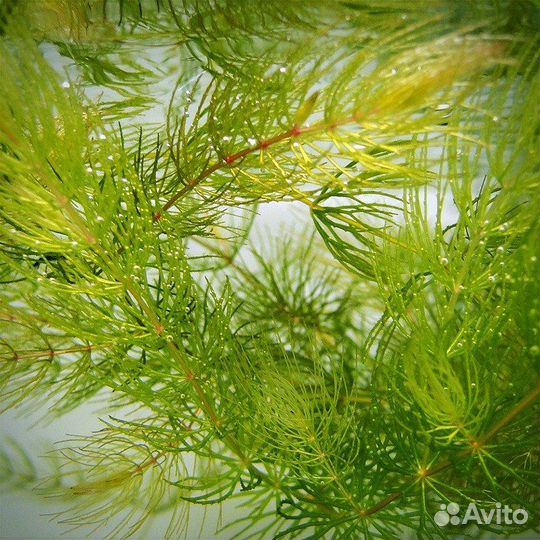 Криптокарина,роголистник,пистия,мох яванский,крисм