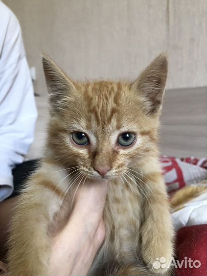 Котик в дар