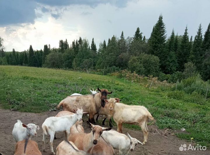 Продам дойную козу
