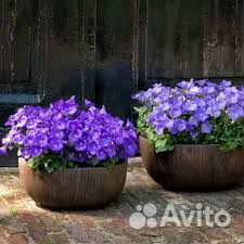 Колокольчик карпатский