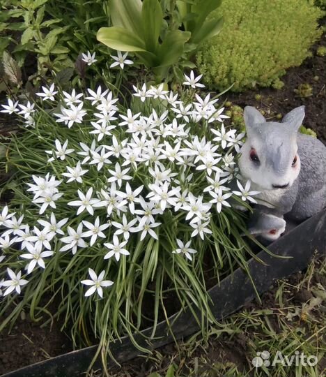 Птицемлечник