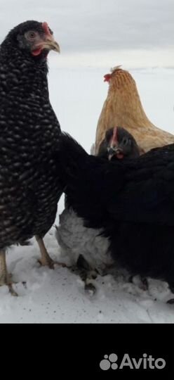 Курица молодка