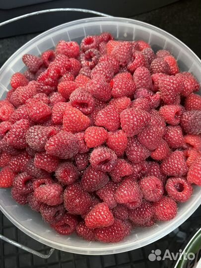 Малина ремонтантная