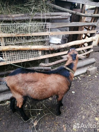 Чешский козел