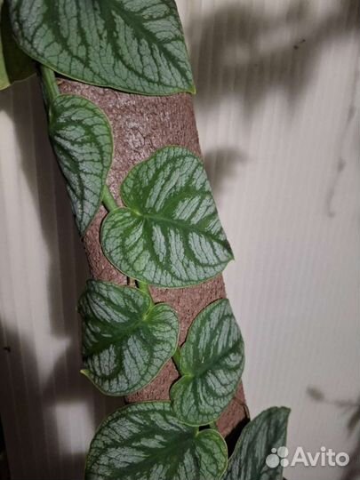 Монстера Дубиа