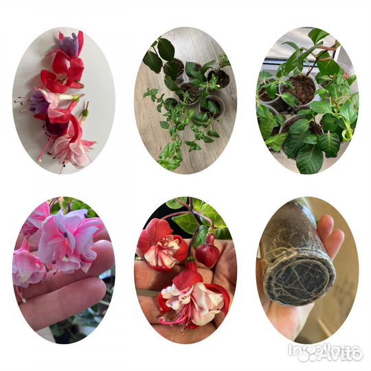 Фуксия сортовая