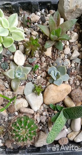 Суккуленты лоток 10 растений