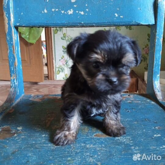 Маленькая собака