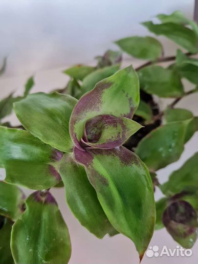 Каллизия Конгреста